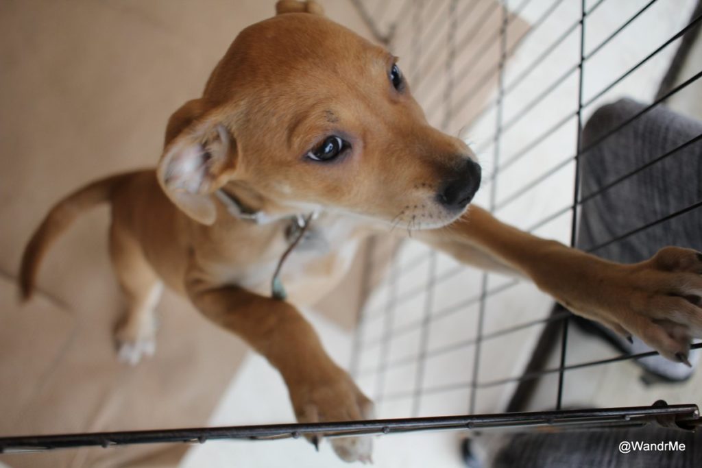 Puppies and planes with PrivateFly Wandering Aramean