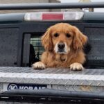 Dog looking out a pickup truck cab rear window