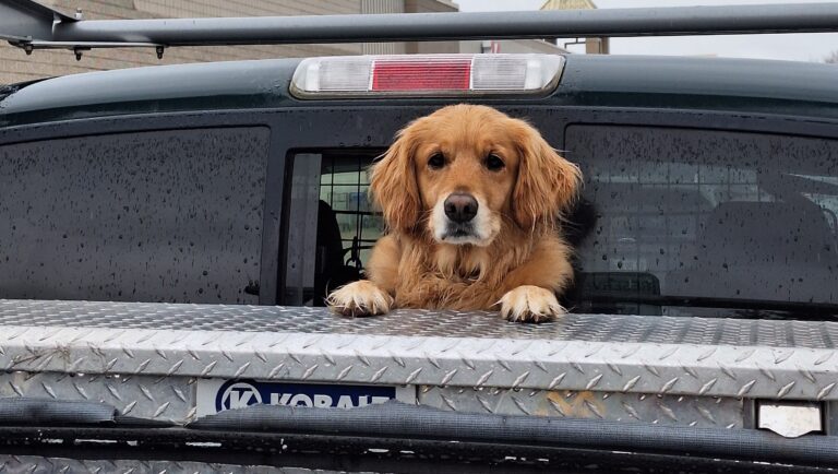 Dog looking out a pickup truck cab rear window